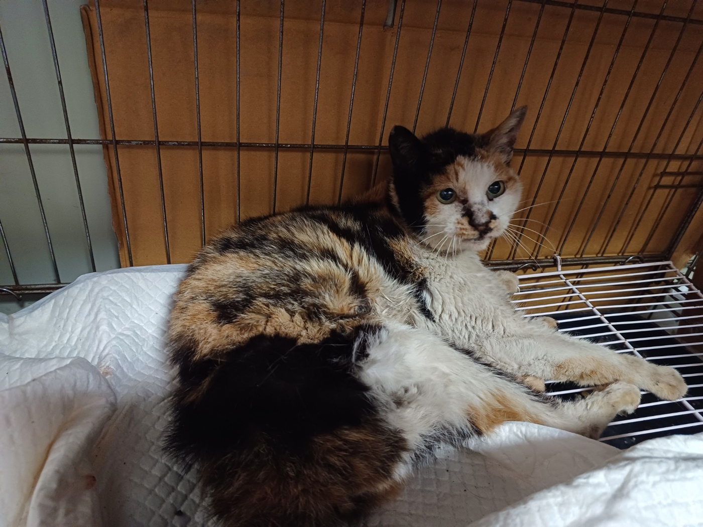 행복한동물병원_445464202302570